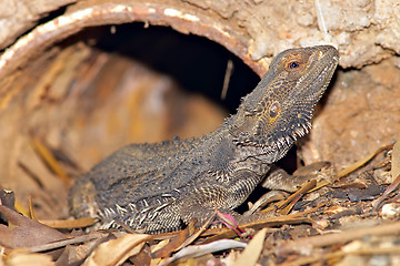 Image showing central bearded dragon