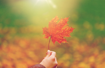 Image showing close up of woman hands with autumn maple leaves