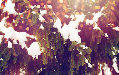 Image showing fir branch and snow in winter forest