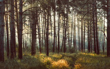 Image showing Sunrays In The Foggy Forest