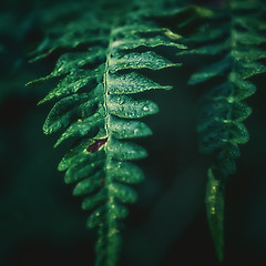 Image showing Dew Drops On Fern Leaves