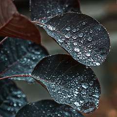 Image showing Leaves With Water Drops Closeup