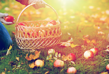 Image showing woman with basket picking apples at autumn garden