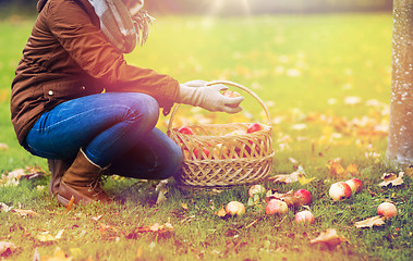 Image showing woman with basket picking apples at autumn garden