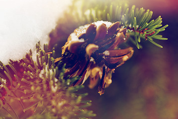 Image showing fir branch with snow and cone in winter forest