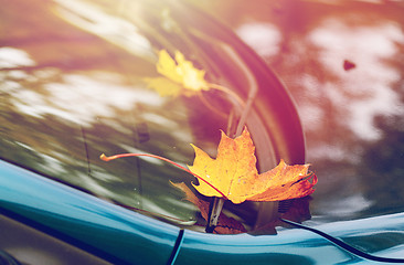 Image showing close up of car wiper with autumn leaves