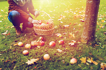 Image showing woman with basket picking apples at autumn garden