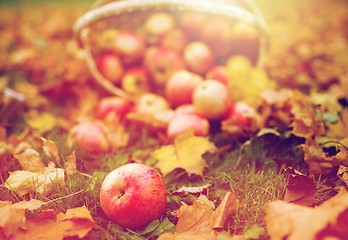 Image showing wicker basket of ripe red apples at autumn garden