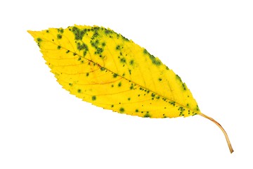 Image showing Leaf on white