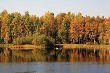 Image showing Colorful Autumnal Lake with Swans