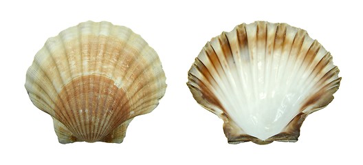 Image showing Decoration: shell