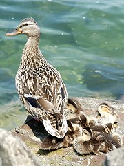 Image showing Ducks family