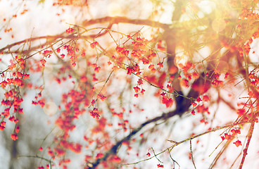 Image showing spindle or euonymus branch with fruits in winter