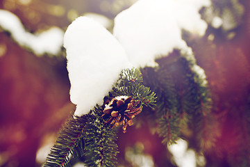 Image showing fir branch with snow and cone in winter forest