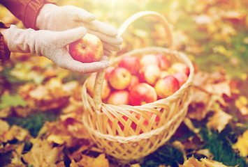 Image showing woman with basket of apples at autumn garden