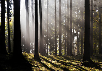 Image showing Morning forest