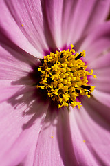 Image showing Macro shot of pink flower