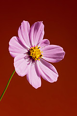 Image showing Macro pink flower