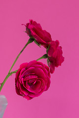 Image showing Macro red roses flowers