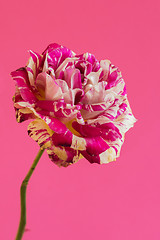 Image showing Macro pink and white rose flower