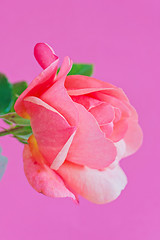 Image showing Macro pink rose flower