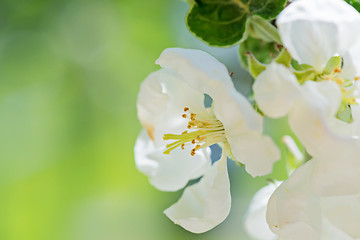 Image showing White apple flowers on the tree.