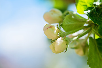 Image showing White apple flower buds on the tree.