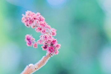 Image showing Rhus typhina single flower.