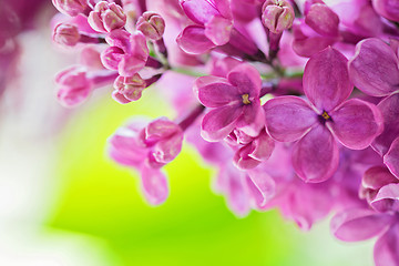 Image showing Macro shot of lilac