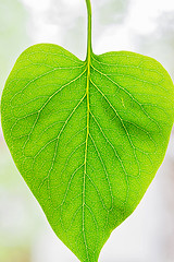 Image showing Macro shot of green leaf