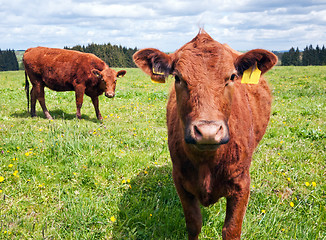 Image showing Cattle on pasture