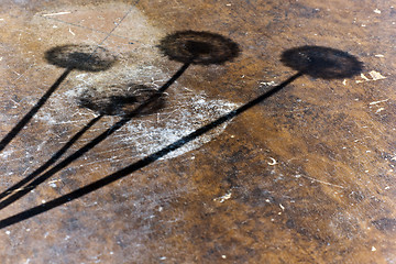 Image showing Four dandelions shadow