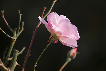 Image showing a beautiful pink rose flower in the garden