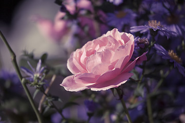 Image showing a beautiful pink rose flower in the garden