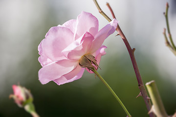 Image showing a beautiful pink rose flower in the garden