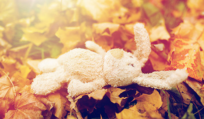 Image showing toy rabbit in fallen autumn leaves