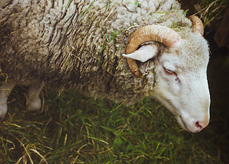 Image showing Closeup muzzle sheep 