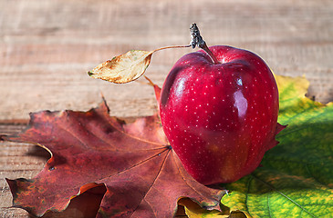Image showing Apple and autumn leaves