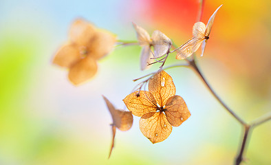 Image showing Autumn dried Hydrangea flowers