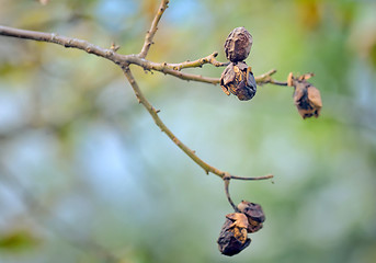 Image showing Autumn walnut tree