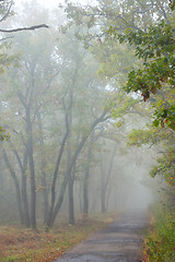 Image showing Misty autumnal  forest
