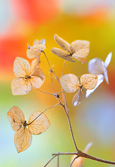 Image showing Autumn dried Hydrangea flowers