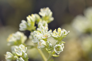 Image showing Bittercress flower Cardamine hirsuta