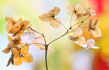 Image showing Autumn dried Hydrangea flowers