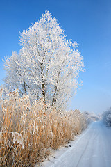 Image showing Lonely  frozen tree