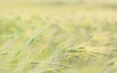 Image showing Ripe wheat field