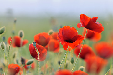 Image showing landscape with red poppy field