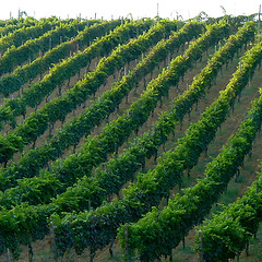 Image showing Vineyard in Italy