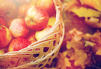 Image showing wicker basket of ripe red apples at autumn garden