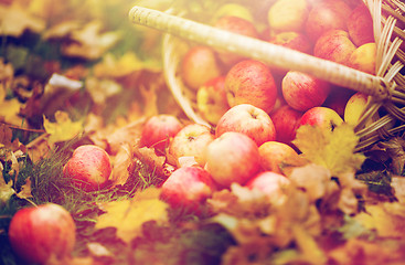 Image showing wicker basket of ripe red apples at autumn garden